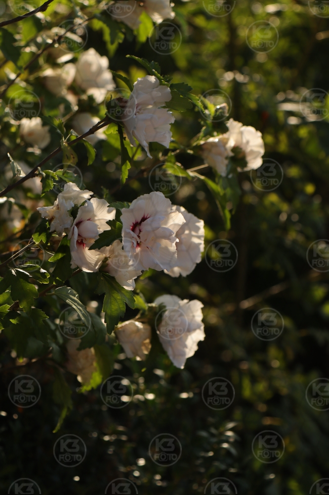 s_IMG_0447.jpg